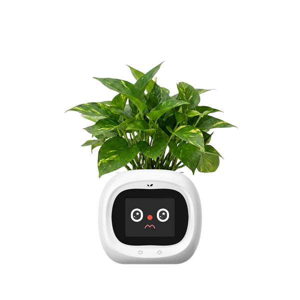 Smart Flower Pot